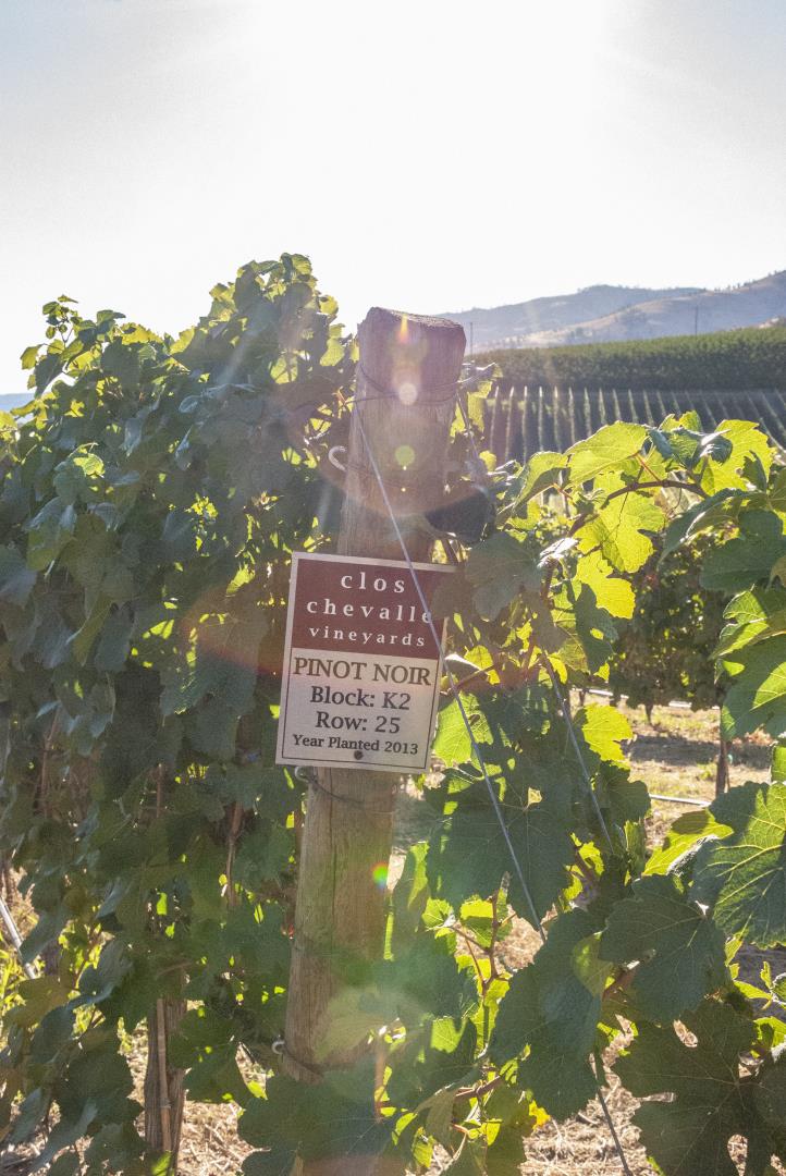 Clos Chevalle Vineyard